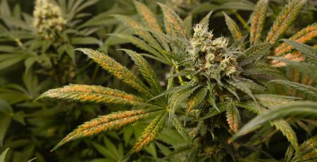 List of Cannabis Deficiencies and How to Prevent Cure Them