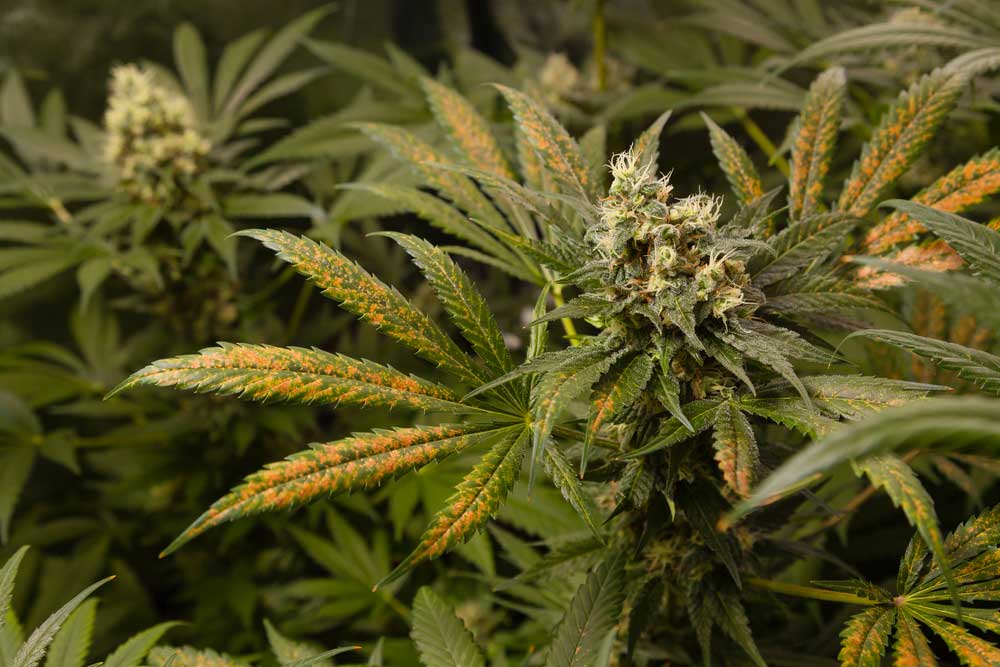 List of Cannabis Deficiencies and How to Prevent Cure Them
