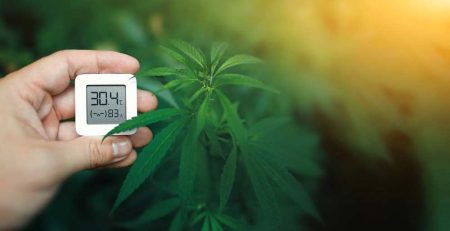 Marijuana Grow Room Humidity Guide