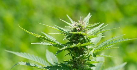 Much Needed Autoflower Nutrients that Cannabis Growers Should Know