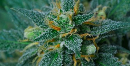 Must Have Feminized Cannabis Strains