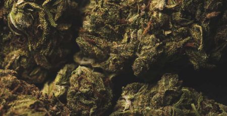 OG Kush vs Blue Dream Which Should You Buy