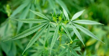 Prevent Hermaphroditism From Affecting Your Marijuana Plants