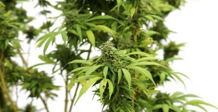 Pros and Cons of Autoflowering Seeds 2