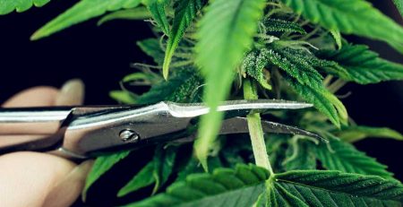 An Ultimate Guide of Pruning Cannabis