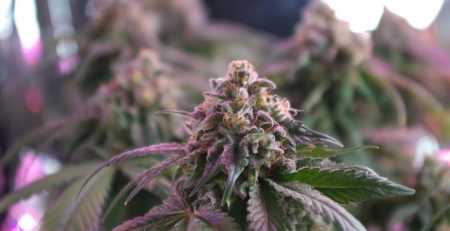 Quick Guide to Growing Weed with CFL