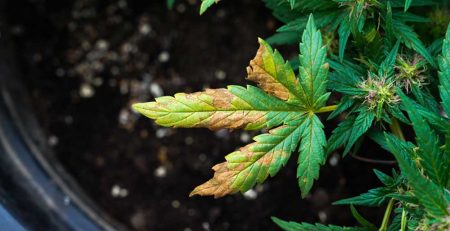 Regular Cannabis Cultivation Common Problems and How to Fix Them