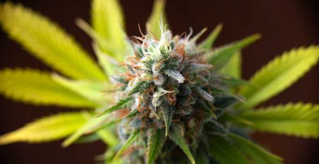Facts and Information of Regular Marijuana Seeds