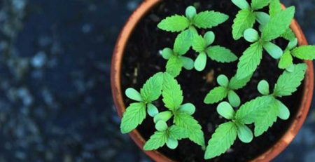 Regular and Feminized Cannabis Seeds