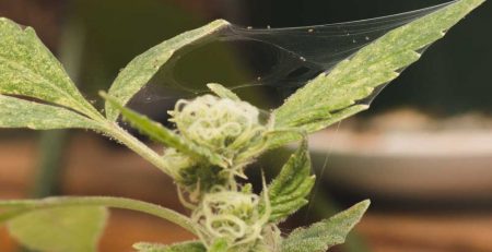 Spider Mites on Weed Preventing and Removal Guide