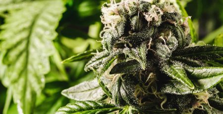 Top 10 High Yielding Autoflower to Have in Your Garden