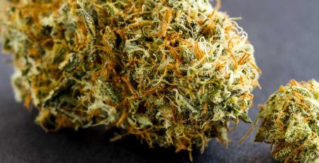 Ultimate Guide to Buying High Yield Cannabis Strain
