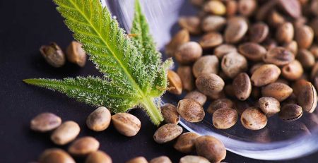 Understanding Cannabis Seed Banks 101