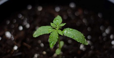 Understanding the Growth of Your Cannabis