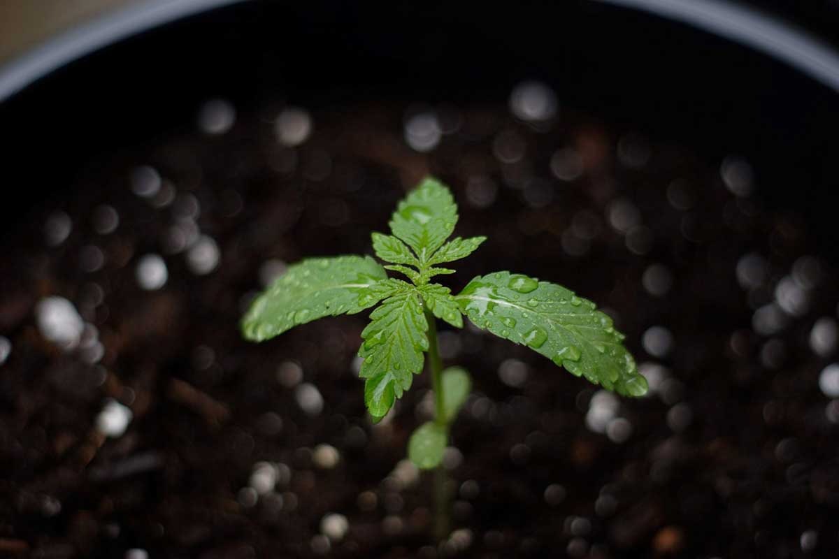 Understanding the Growth of Your Cannabis