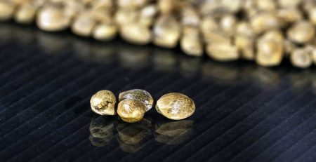 What Are Feminized Marijuana Seeds Must Learn Facts