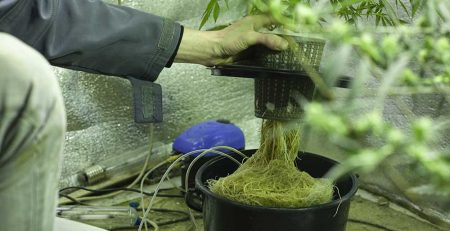 What Are Hydro Weed Strains And Why Should You Buy Them