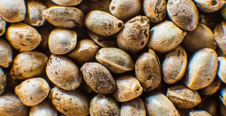 Where to Buy Cannabis Seeds in Canada