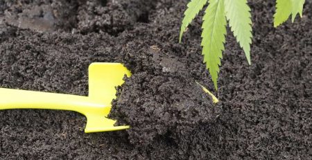 10 Best Soil for Marijuana