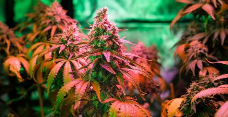10 of the Strongest Weed in the World