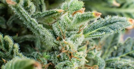 12 Best Indica Strains in the World