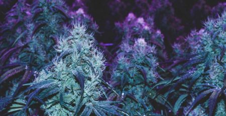 12 Best Sativa Strains You will Surely Love