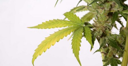 Can You Smoke Weed Stems