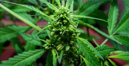 Early Signs of Male Plant of Cannabis