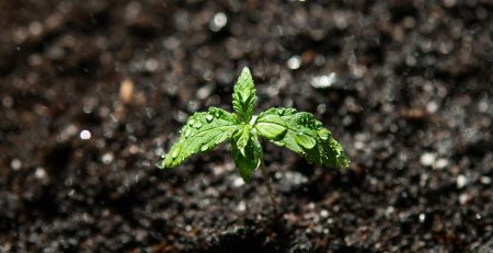 Understanding Cannabis Seedling Stage
