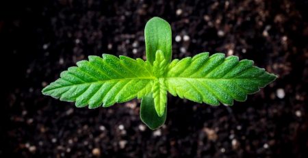 Understanding the 5 Major Cannabis Growth Stages