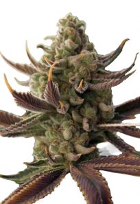 cali kush feminized seeds opt