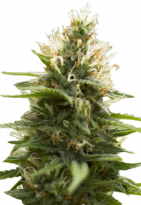 candy jack feminized seeds
