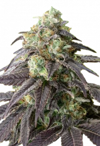 headband feminized seeds