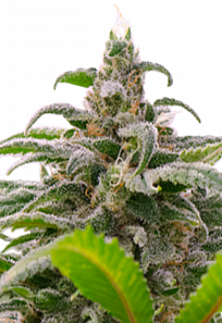 mauiwowie autoflowering seeds