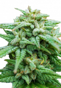 rockcandy feminized seeds