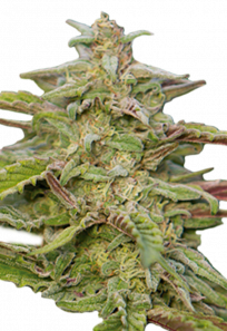 trainwreck autoflowering seeds