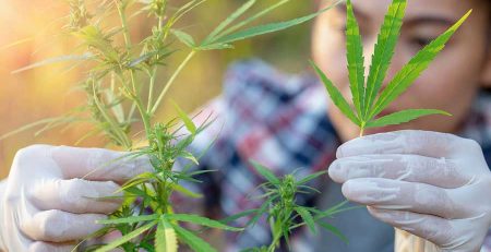 How Are Feminized Seeds Made