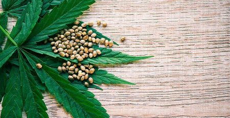 Why Feminized Cannabis Seeds are Preferred