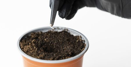 germination