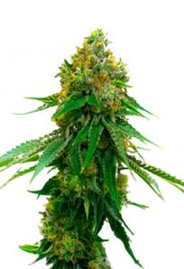 5 Alive Feminized Marijuana Seeds
