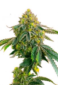 Afghan Feminized Marijuana Seeds