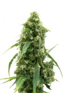 Alien Gorilla Glue Feminized Marijuana Seeds