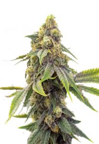 Alien OG Feminized Marijuana Seeds