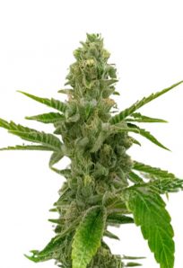 American Haze California Haze Feminized Marijuana Seeds