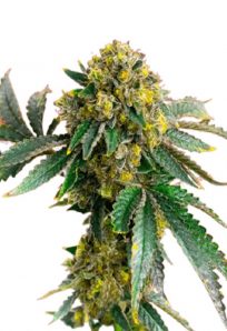 Amnesia Haze Feminized Marijuana Seeds