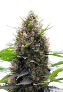 Amnesia Kush Feminized Marijuana Seeds