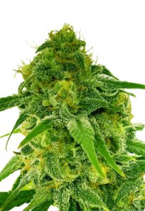 Auto CBD Jack Herer