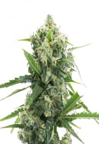 Banana Kush Autoflower Marijuana Seeds