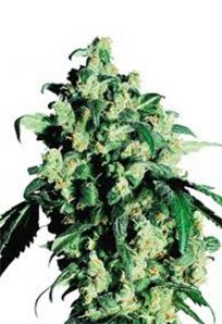Berry White Feminized Marijuana Seeds
