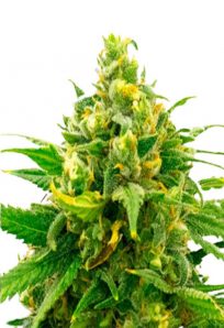 Black Domina Feminized Marijuana Seeds